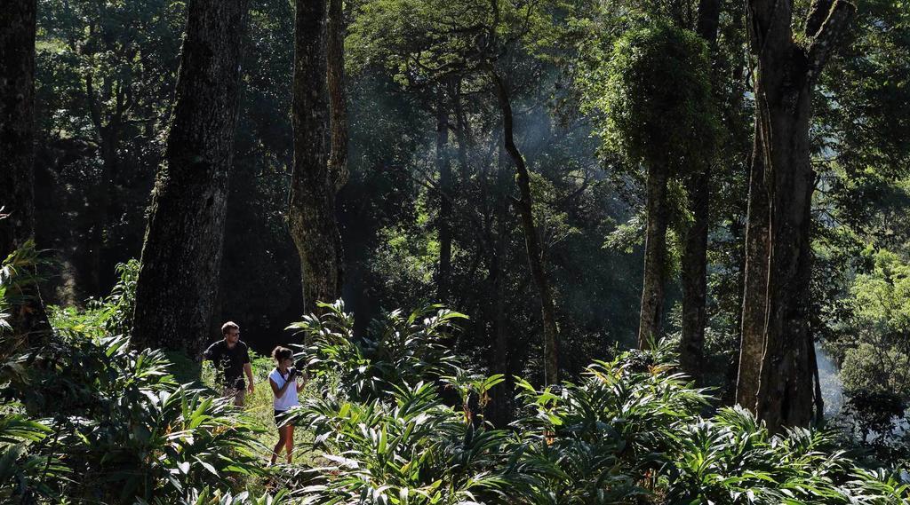 Olive Brook Hotell Munnar Rom bilde